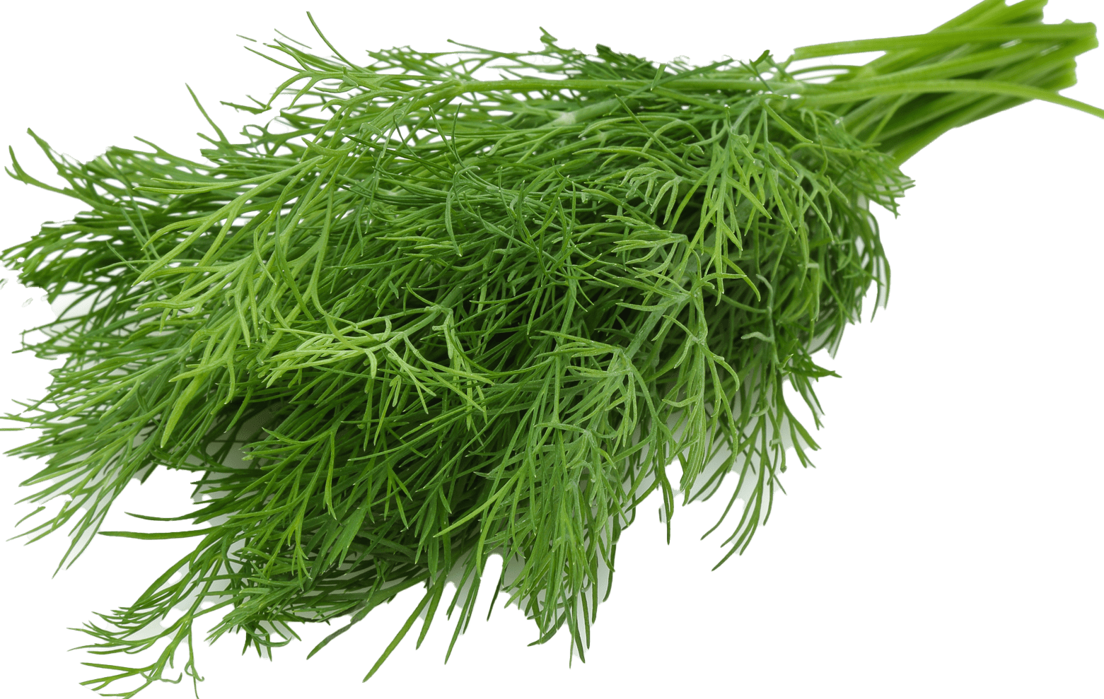 Bunch of fresh green dill isolated on white background